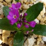 Primula hirsuta - Sleutelbloem