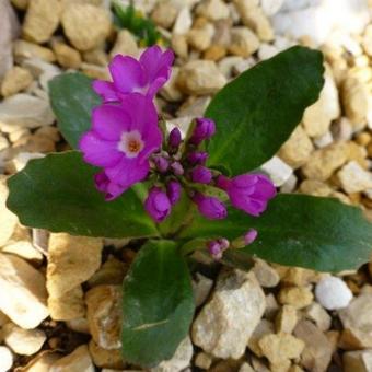 Primula hirsuta