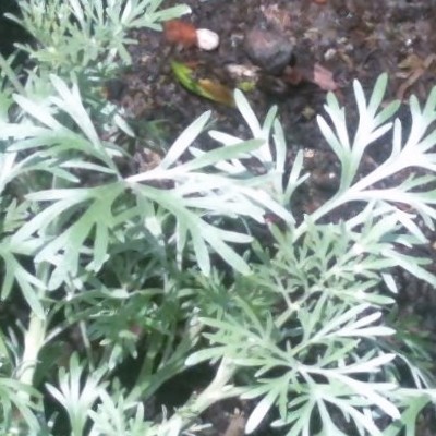 Westerse bijvoet - Artemisia ludoviciana 'Silver Queen'