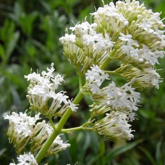 Centranthus ruber 'Albus'