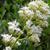 Centranthus ruber 'Albus'