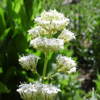 Centranthus ruber 'Albus'