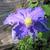 Clematis 'Lasurstern'