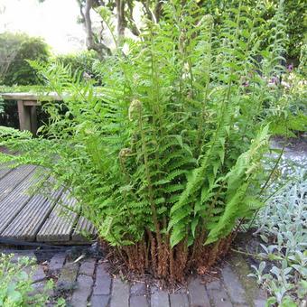 Dryopteris remota