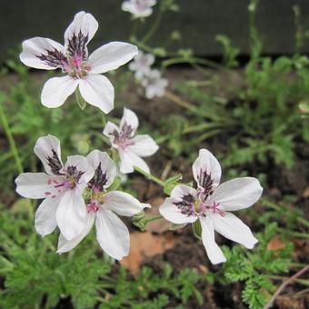 Erodium petraeum ssp. crispum 'Stephanie'