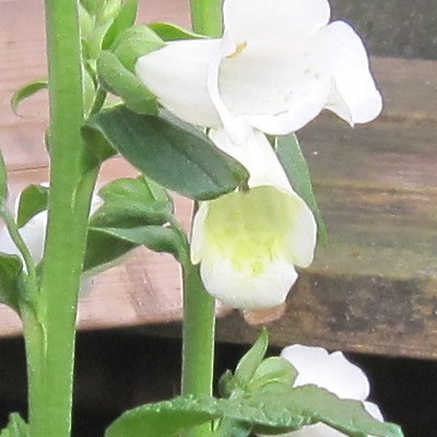 Vingerhoedskruid - Digitalis purpurea 'Gloxiniiflora'