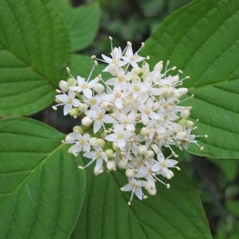 Cornus alba 'Sibirica'