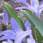 Chionodoxa forbesii - Sneeuwroem