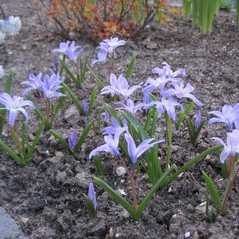 Chionodoxa forbesii