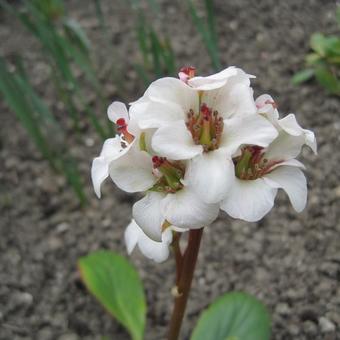 Bergenia 'Bressingham White'