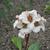 Bergenia 'Bressingham White'