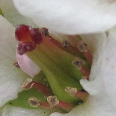 Schoenlappersplant - Bergenia 'Bressingham White'