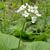 Pachyphragma macrophylla