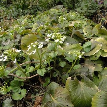 Pachyphragma macrophylla