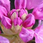 Rhododendron 'Blue Silver' - Rododendron