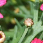 Argyranthemum frutescens Madeira 'Cherry Red' - Margriet