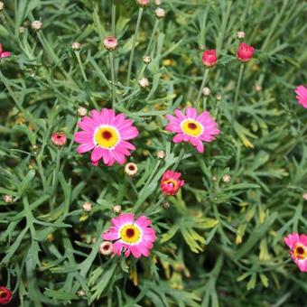 Argyranthemum frutescens Madeira 'Cherry Red'