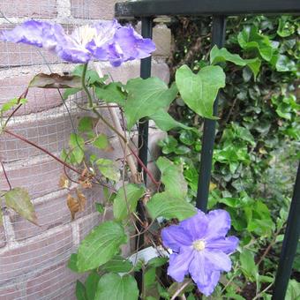 Clematis 'Lasurstern'