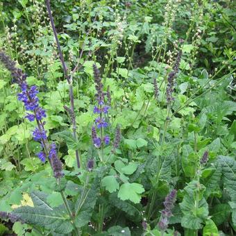 Salvia x sylvestris 'Mainacht'