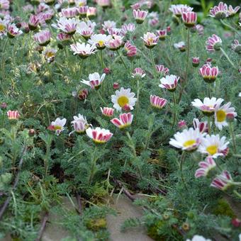 Anacyclus pyrethrum var. depressus