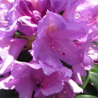 Rhododendron 'Catawbiense Grandiflorum'