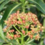 Euphorbia mellifera - Wolfsmelk