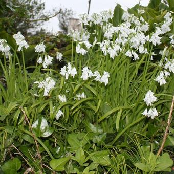 Allium triquetrum