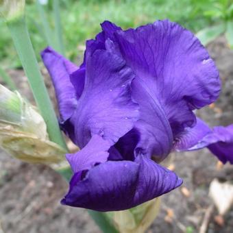 Iris germanica  'Black Knight'