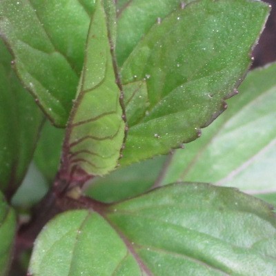 Chocolademunt - Mentha x piperita f. citrata 'Chocolate'