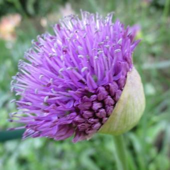 Allium 'Gladiator'