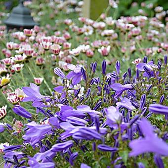 Anacyclus pyrethrum var. depressus