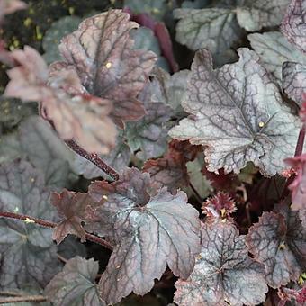 Heuchera 'Regina'