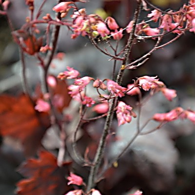 Purperklokje - Heuchera 'Regina'