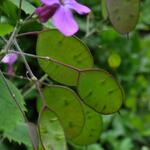 Lunaria annua - Judaspenning - Lunaria annua