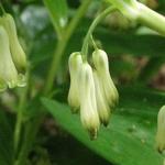 Polygonatum - Salomonszegel