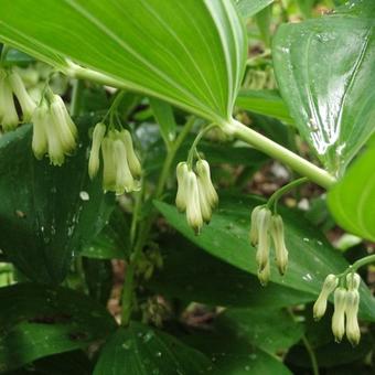 Polygonatum