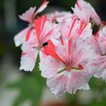 Pelargonium 'Vectis Volcano'