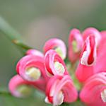 Grevillea juniperina 'Oleacea' - Australische zilvereik