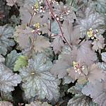 Heuchera 'Stormy Seas' - Purperklokje