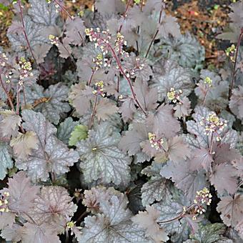 Heuchera 'Stormy Seas'