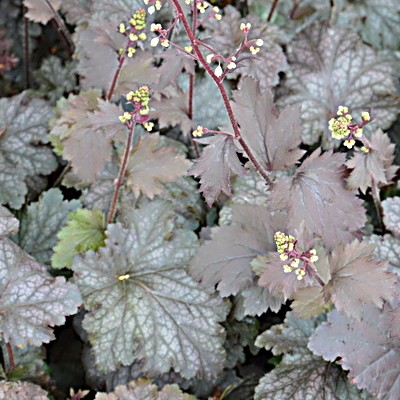 Purperklokje - Heuchera 'Stormy Seas'