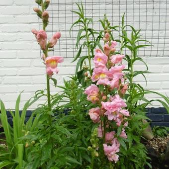 Antirrhinum majus