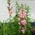 Antirrhinum majus