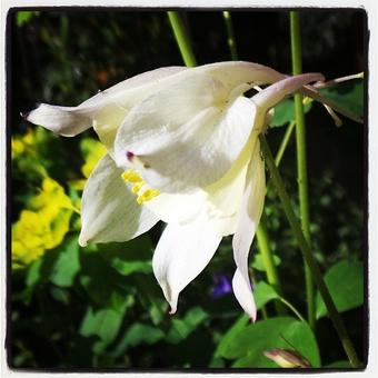 Aquilegia 'Silver Queen'