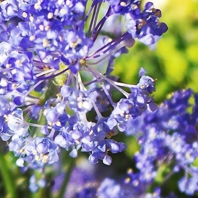 Amerikaanse sering - Ceanothus 'Concha'