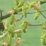 Gewone esdoorn - Acer pseudoplatanus