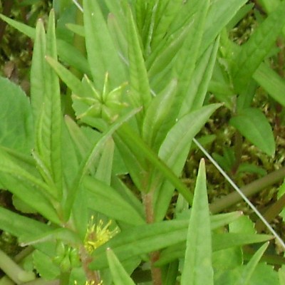 Moeraswederik - Lysimachia thyrsiflora