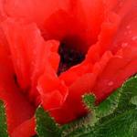 Papaver orientale 'Goliath' - Papaver