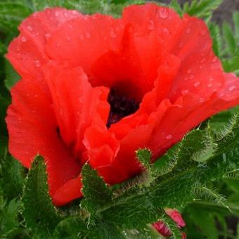 Papaver orientale 'Goliath'