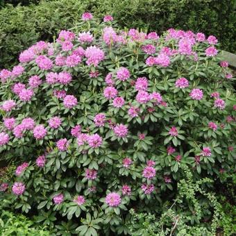 Rhododendron 'Catawbiense Grandiflorum'